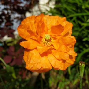 Papaver rupifragum 'Tangerine Dream'