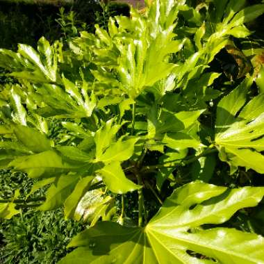 Japanese Aralia