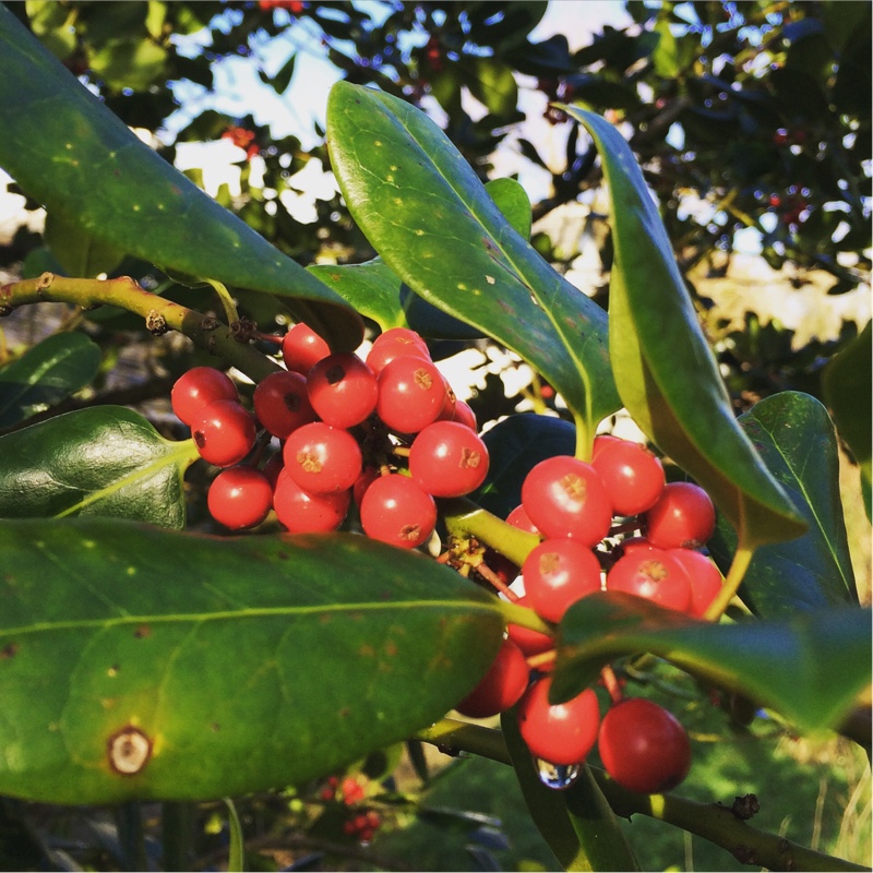 Plant image Ilex aquifolium 'J.C. van Tol'