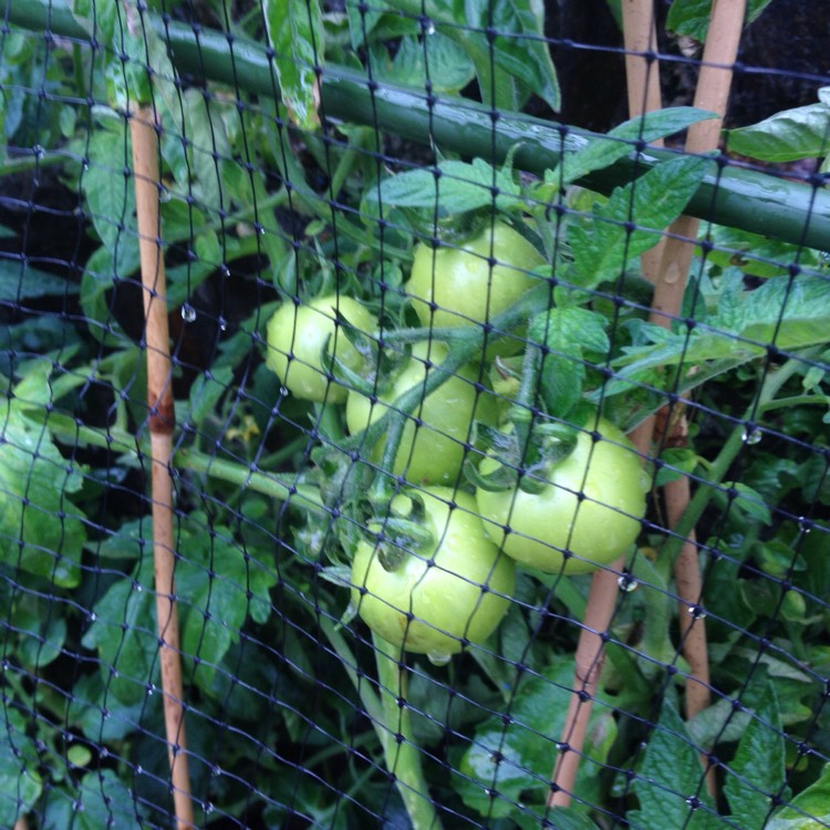 Plant image Solanum Lycopersicum var. cerasiforme 'Terenzo'