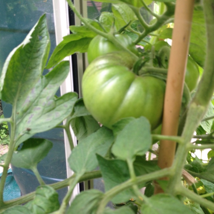 Plant image Solanum lycopersicum 'Beefmaster'