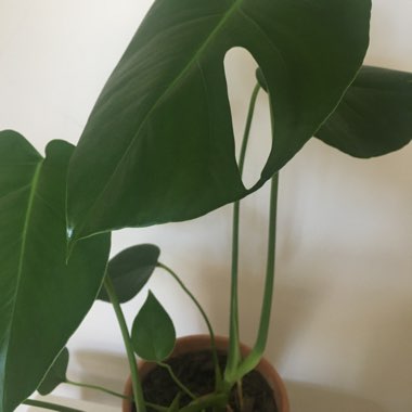 Monstera deliciosa