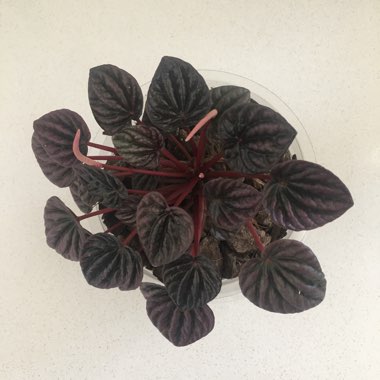 Peperomia caperata 'Luna Red'