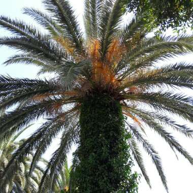 Phoenix Canariensis