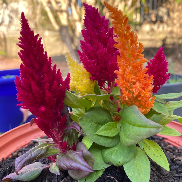 Plant image Celosia plumosa