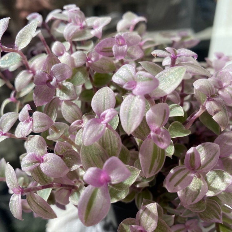 Plant image Callisia Repens Variegata- Pink Lady