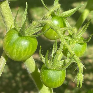 Tomato 'Red Cherry' (Cherry Tomato)