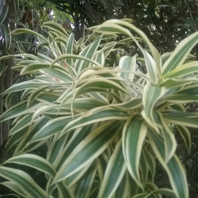 Plant image Dracaena Reflexa 'Variegata'