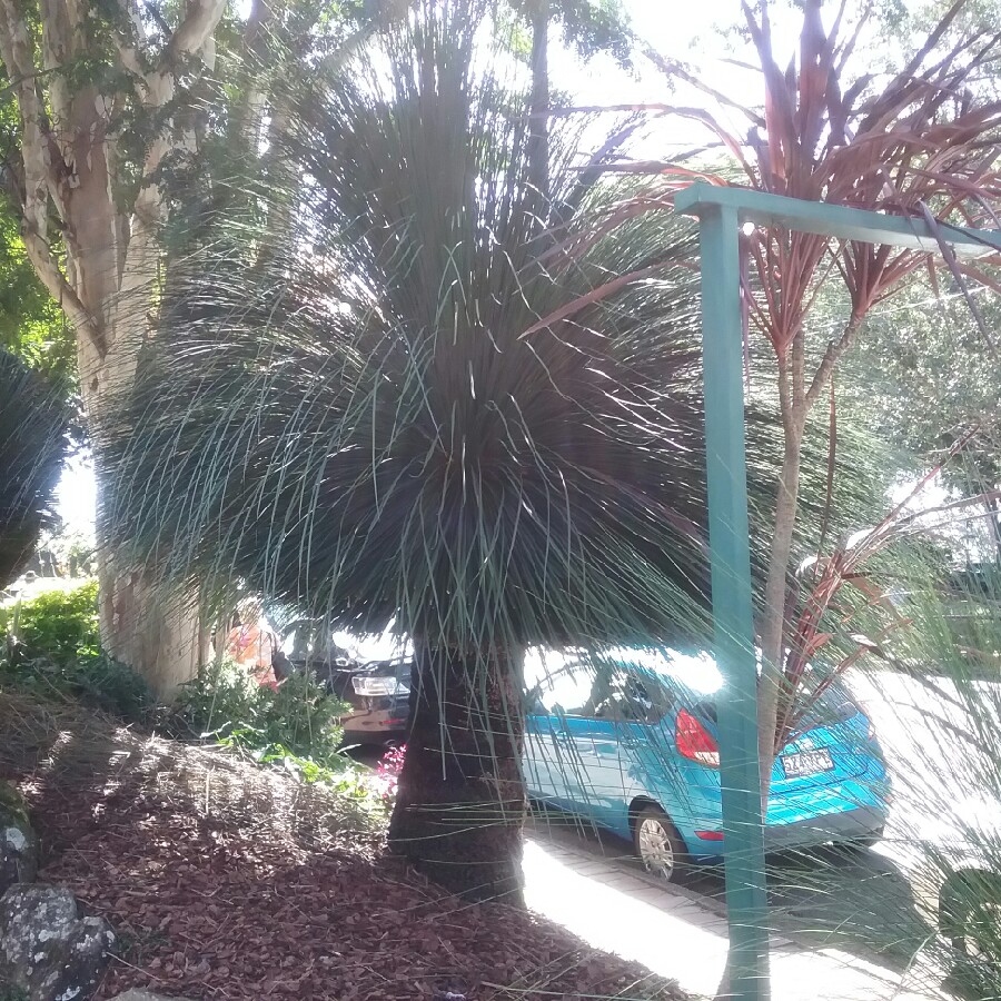 Xanthorrhoea  johnsonii