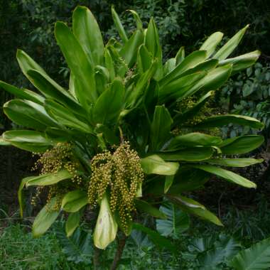 Cordyline Petiolaris