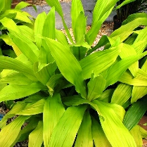 Plant image Dracaena fragrans 'Limelight' syn. D. deremensis 'Limelight'