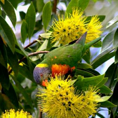 Xanthostemon chrysanthus