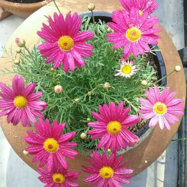 Argyranthemum frutescens 'Superior Purple'