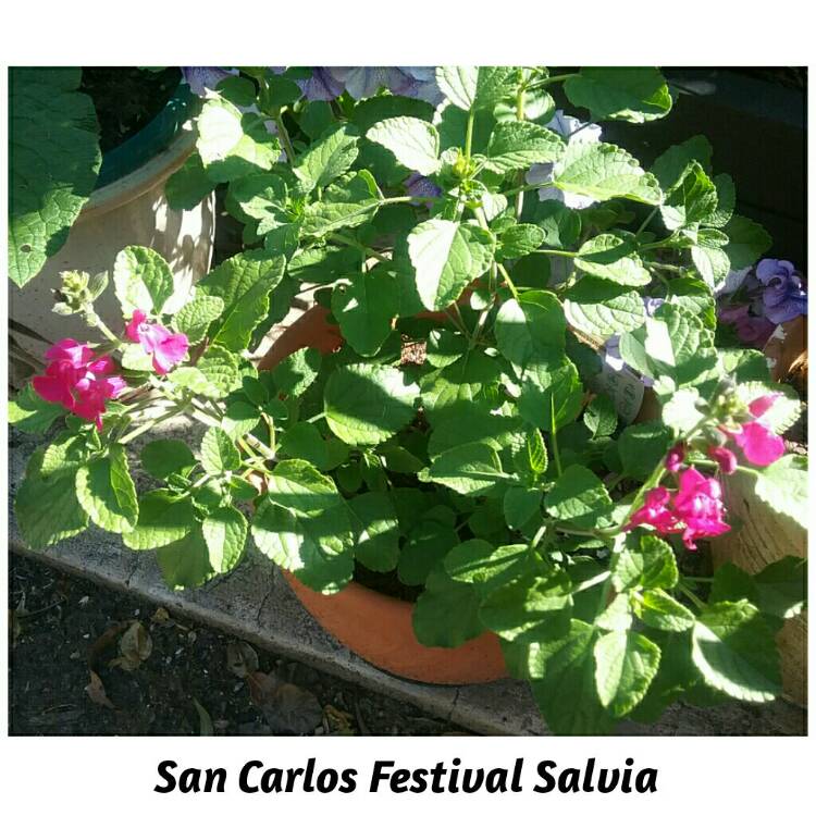 Plant image Salvia microphylla 'San Carlos Festival'