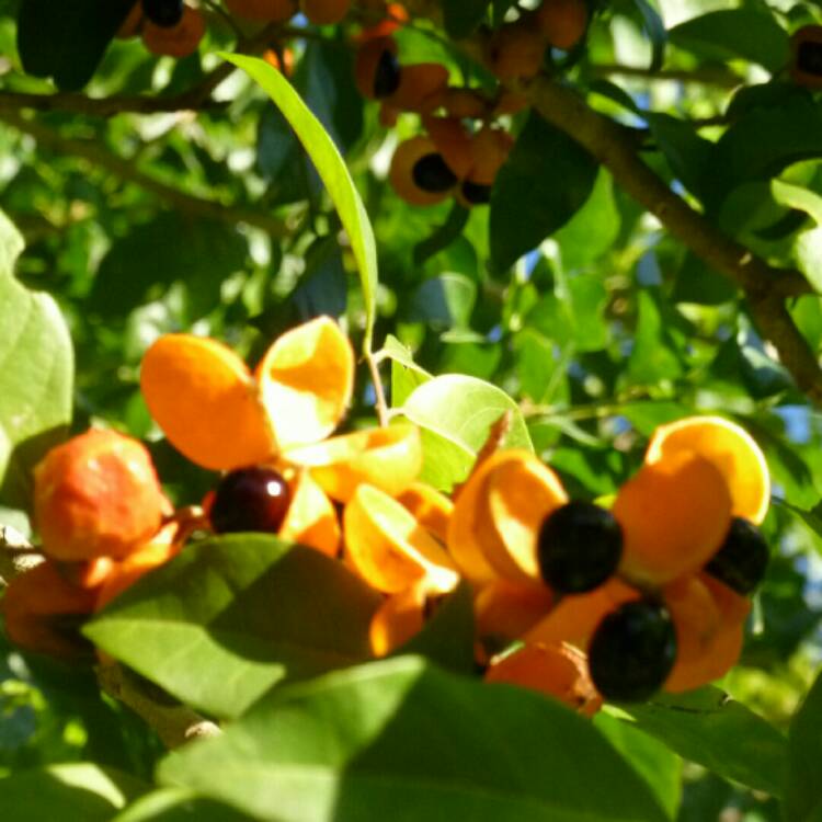 Plant image Harpullia Pendula