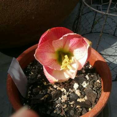 Hippeastrum (Galaxy Group) 'Apple Blossom'