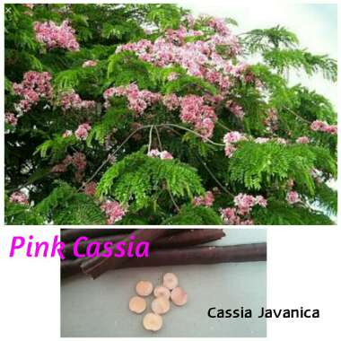 Cassia Javanica