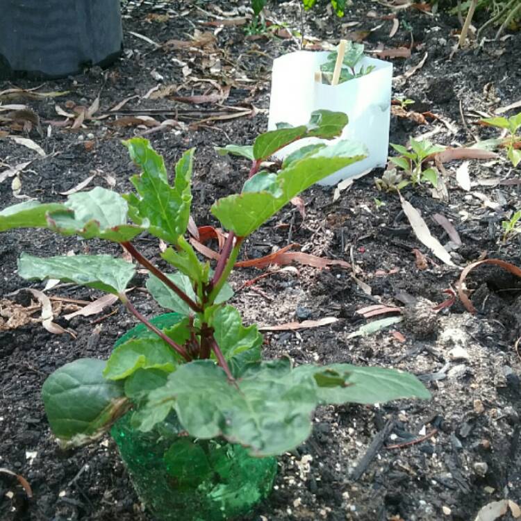 Plant image Hibiscus sabdariffa