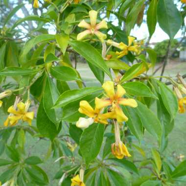 Hymenosporum flavum