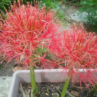 Haemanthus coccineus