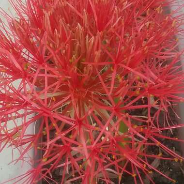 Haemanthus coccineus