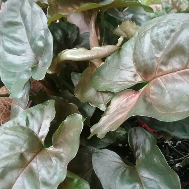 Plant image Syngonium podophyllum 'Bronze'