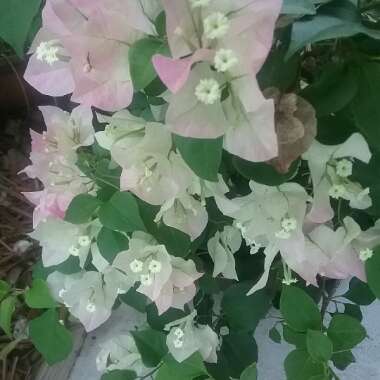 Bougainvillea