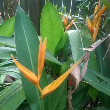 Heliconia