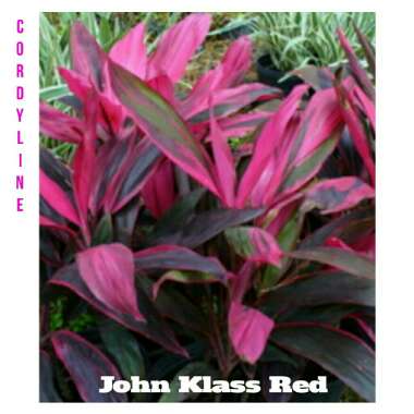 Cordyline fruticosa 'John Klass Red'