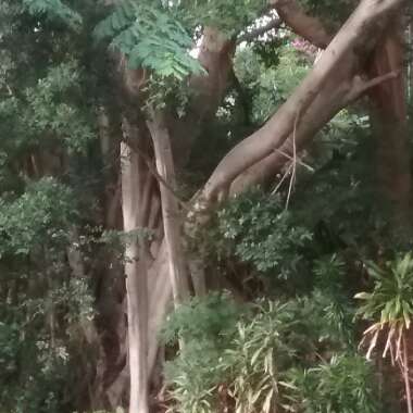 Ficus Macrophylla