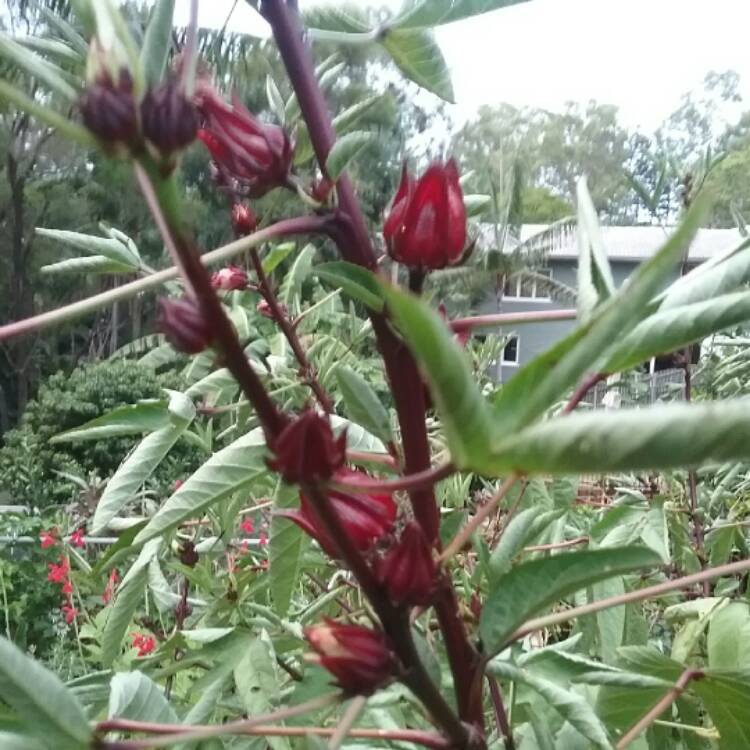 Plant image Hibiscus sabdariffa