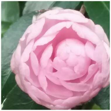 Camellia sasanqua 'Paradise Blush'