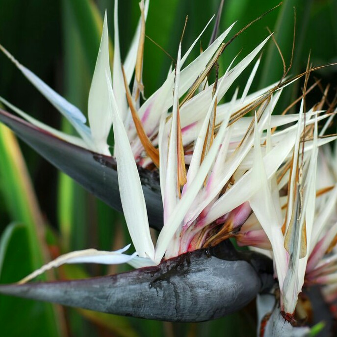 Strelitzia nicolai