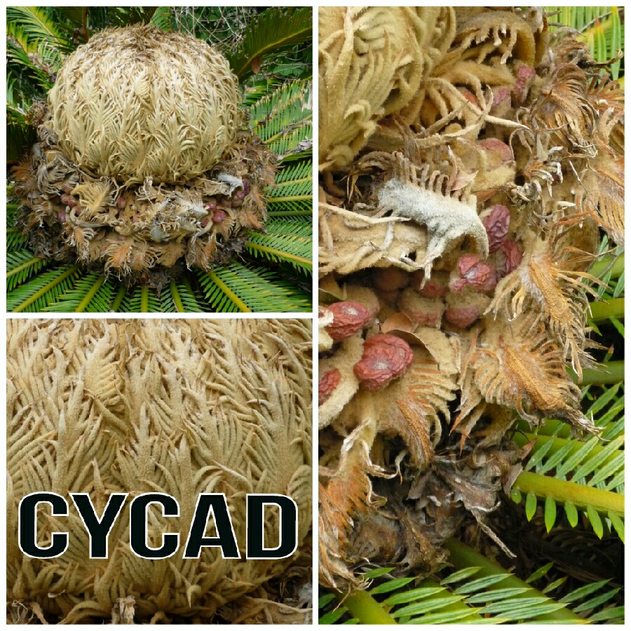 Cycas