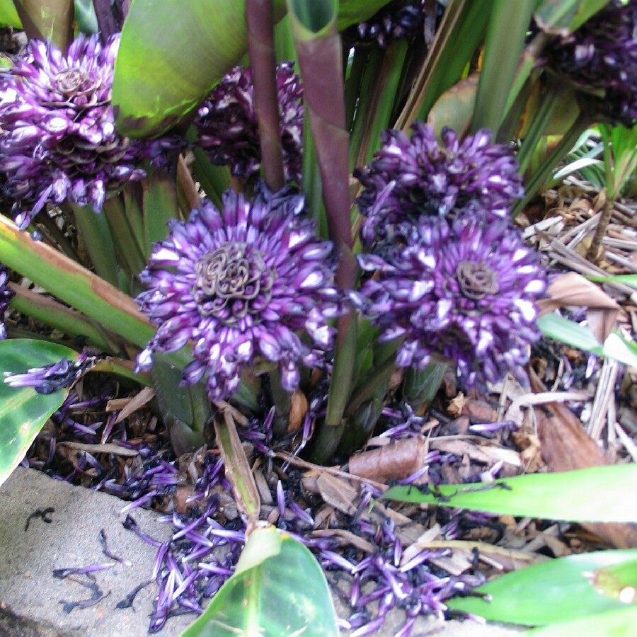 Goeppertia zebrina syn. Calathea zebrina