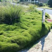 Plant image Zoysia