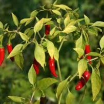 Plant image Capsicum Annuum 'Mammoth Jalapeno Pepper'