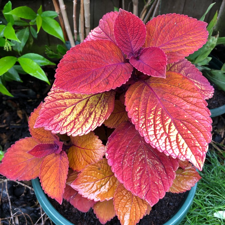 Plant image Solenostemon scutellarioides 'Uf12823' syn. Solenostemon scutellarioides 'Campfire'