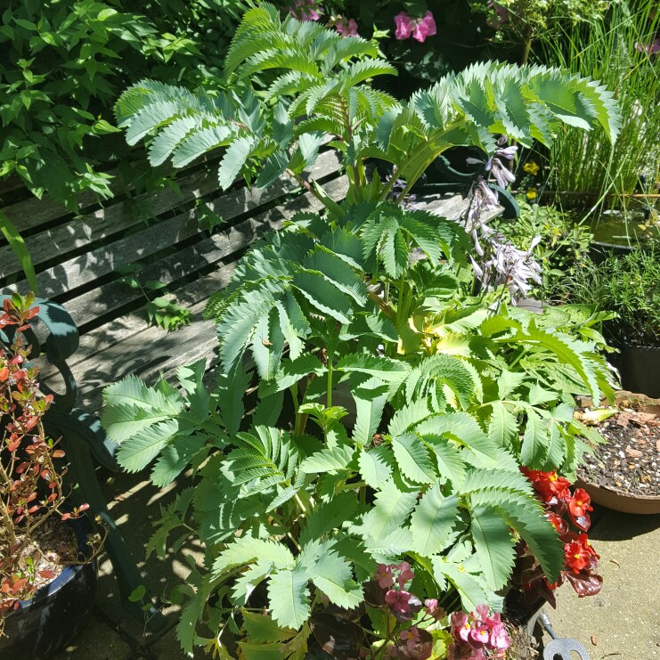 Plant image Melianthus major 'Purple Haze'