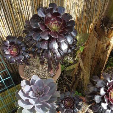 Aeonium