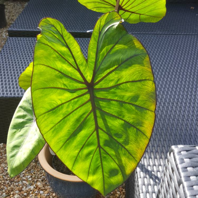 Plant image Colocasia esculenta 'Fontanesii' syn. Colocasia esculenta 'Black Stem'