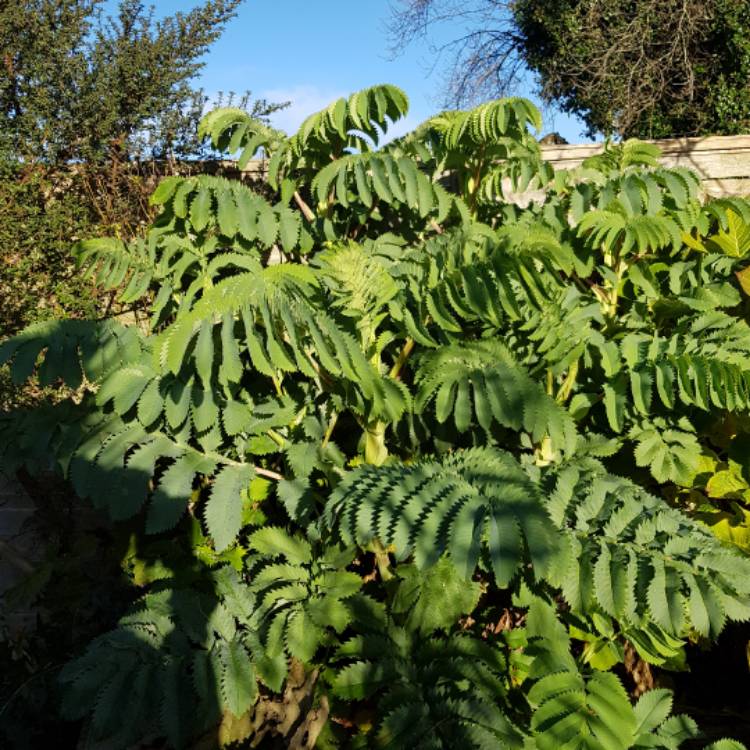 Plant image Melianthus major 'Purple Haze'