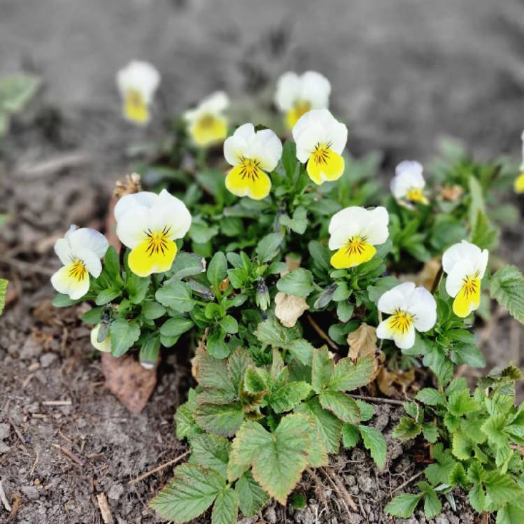 Plant image Viola tricolor 'Heartsease Yellow'