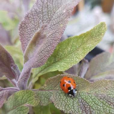 Salvia officinalis 'Purpurascens'