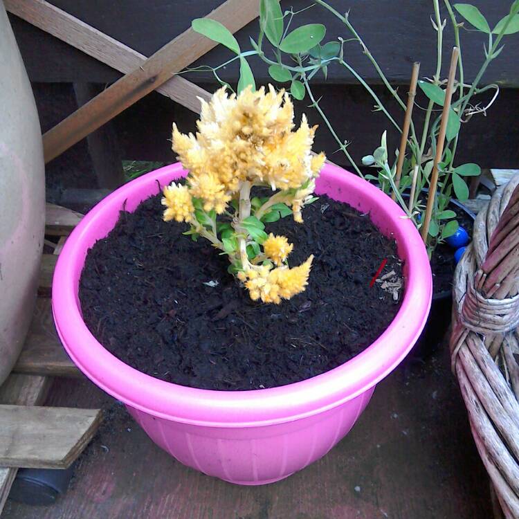 Plant image Celosia 'Yellow Flamingo'