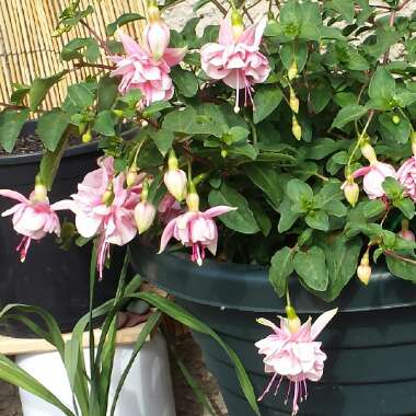 Fuchsia 'Southgate'