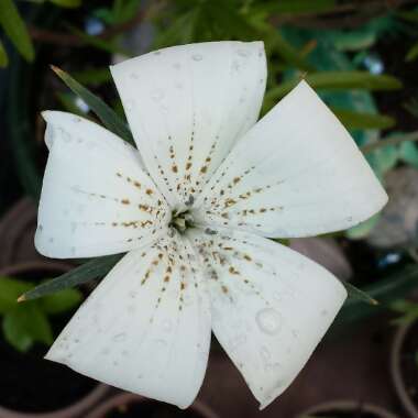 Agrostemma githago 'Milas Snow Queen'