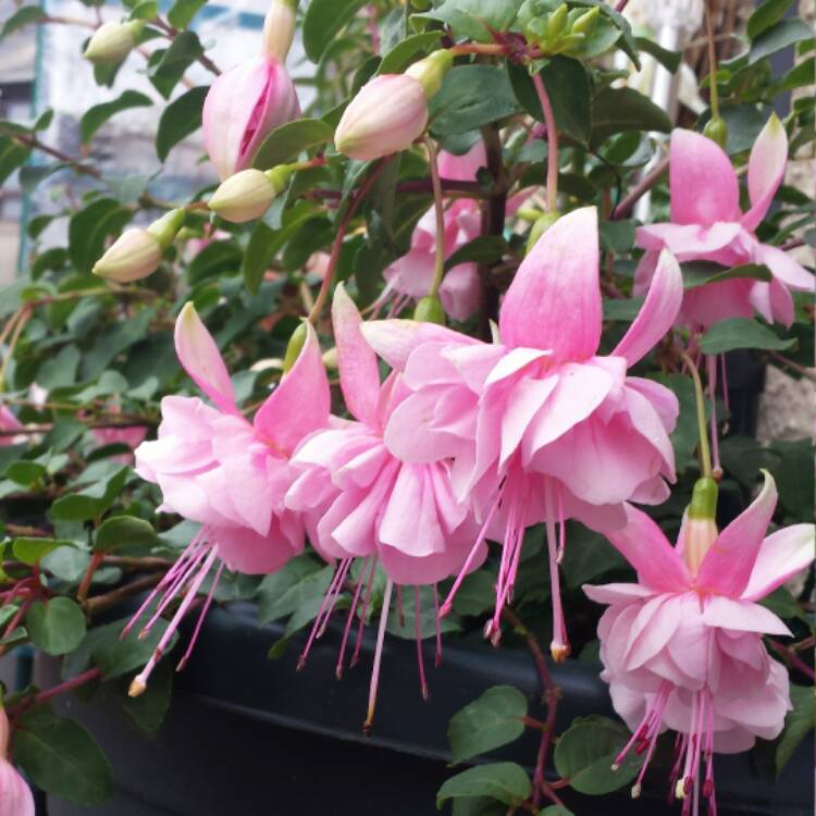 Plant image Fuchsia 'Southgate'