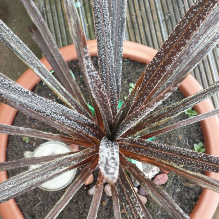 Plant image Cordyline Australis 'Red Sensation'