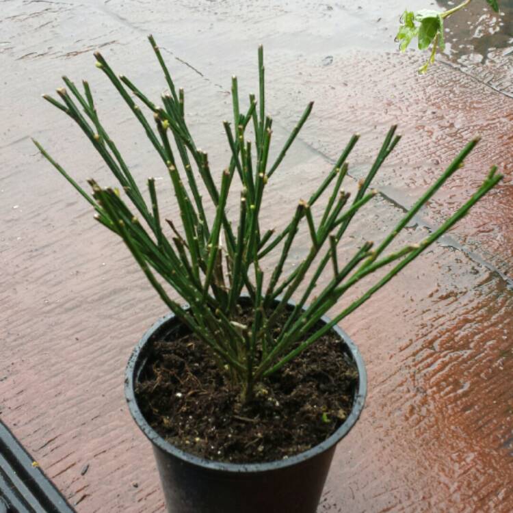 Plant image Cytisus 'Lena'